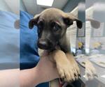 Small German Shepherd Dog Mix