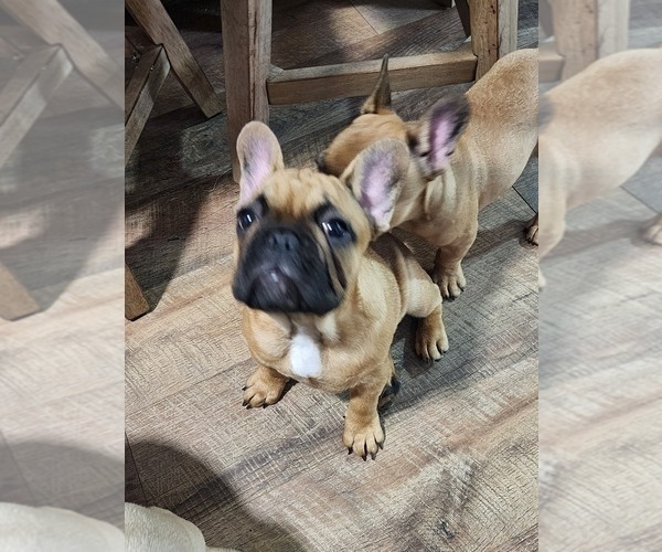Medium Photo #9 French Bulldog Puppy For Sale in CONCORDIA, KS, USA