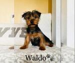 Small Photo #3 Yorkshire Terrier Puppy For Sale in ALGOOD, TN, USA