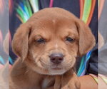 Small #5 American Bulldog-Chocolate Labrador retriever Mix