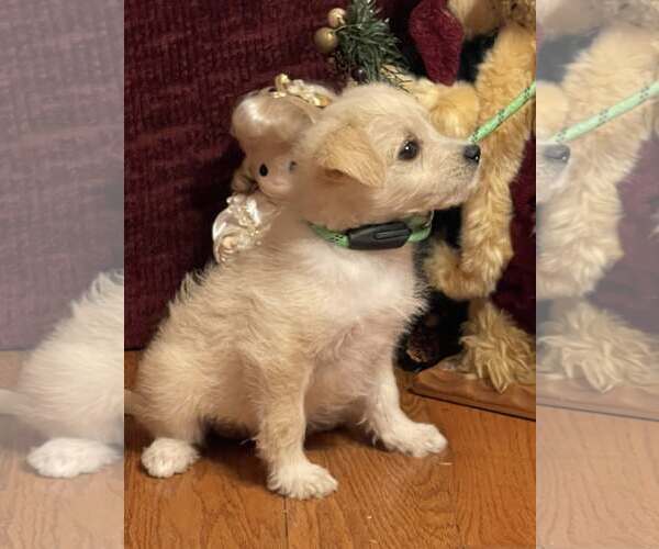 Medium Photo #2 Pomeranian Puppy For Sale in HOPKINSVILLE/PRINCETON, KY, NH, USA