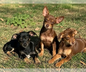 Celia - Female Chiweenie Dog for Adoption - Photo #3