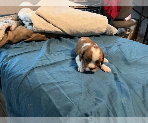 Medium Photo #2 Cavalier King Charles Spaniel Puppy For Sale in SAN LEANNA, TX, USA