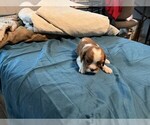 Small #1 Cavalier King Charles Spaniel