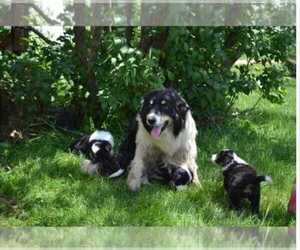 Father of the Border Collie puppies born on 07/08/2025