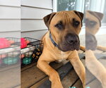 Small #2 American Pit Bull Terrier