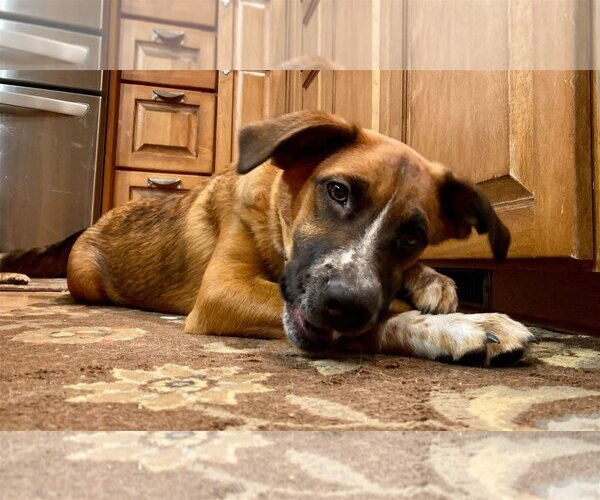 Medium Photo #18 Mutt Puppy For Sale in Farmington, MN, USA