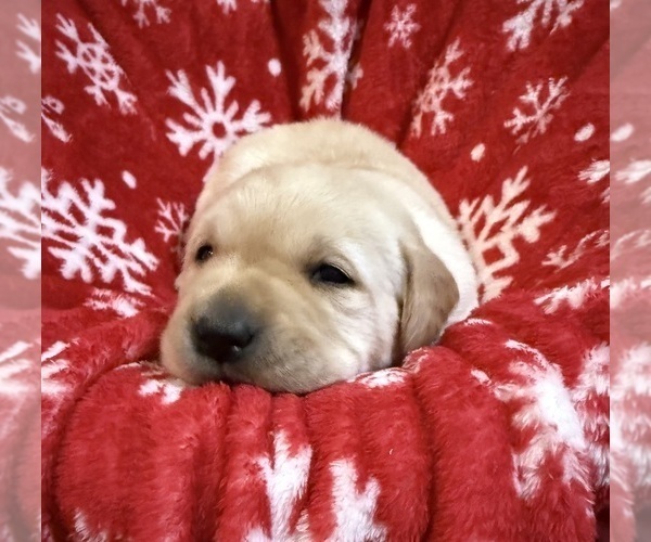 Medium Photo #17 Labrador Retriever Puppy For Sale in LELAND, NC, USA