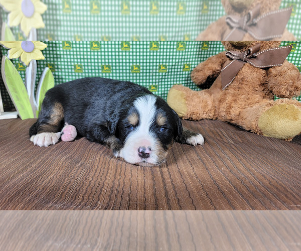 Medium Photo #4 Bernese Mountain Dog Puppy For Sale in PEYTON, CO, USA
