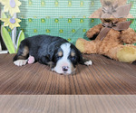 Small #3 Bernese Mountain Dog