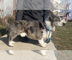 American Corgi Puppy for sale in CONWAY, MO, USA