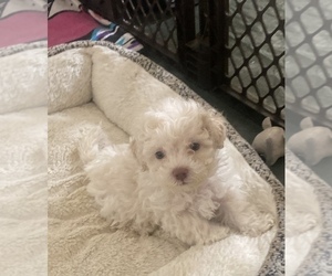 Lhasa Apso-Poodle (Standard) Mix Puppy for sale in E BRUNSWICK, NJ, USA