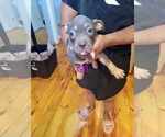 Puppy Puppy 5 F3 American Bully