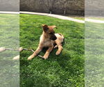 Small #6 German Shepherd Dog