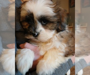 Mal-Shi Puppy for Sale in SALEM, Massachusetts USA