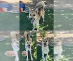 Small #1 German Shepherd Dog-Siberian Husky Mix