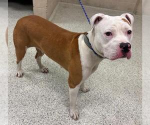 Mutt Dogs for adoption in Conroe, TX, USA
