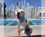 Small American Staffordshire Terrier Mix
