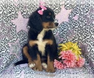 Bernese Mountain Dog-Cavalier King Charles Spaniel Mix Puppy for sale in CEDAR LANE, PA, USA