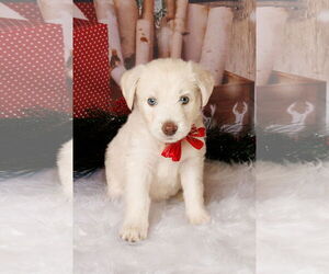 Great Pyrenees-Unknown Mix Dogs for adoption in McKinney, TX, USA