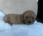 Puppy Beige Goldendoodle (Miniature)