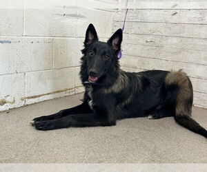Mutt Dogs for adoption in San Bernardino, CA, USA