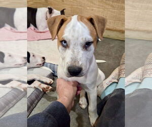 American Pit Bull Terrier-Unknown Mix Dogs for adoption in Wakefield, RI, USA