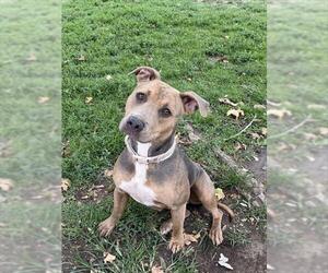 Mutt Dogs for adoption in Riverside, CA, USA