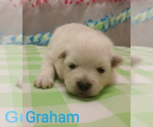 American Eskimo Dog Puppy for Sale in CAMPBELL, Minnesota USA