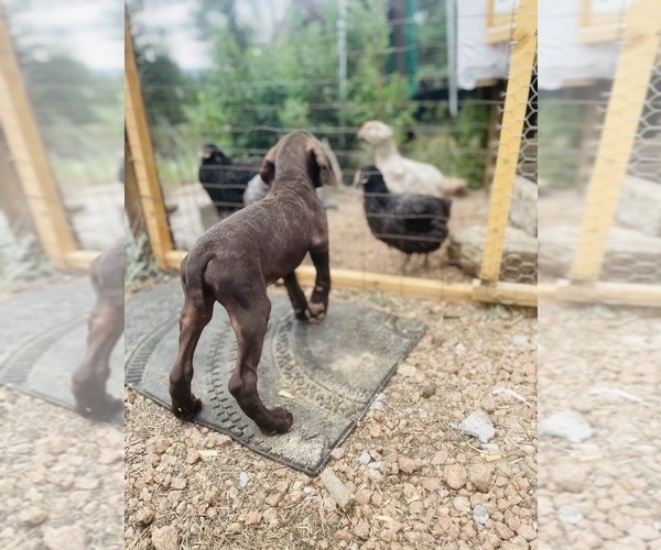 Medium Photo #62 German Shorthaired Pointer Puppy For Sale in DENVER, CO, USA