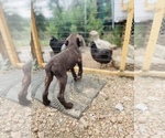 Small Photo #62 German Shorthaired Pointer Puppy For Sale in DENVER, CO, USA