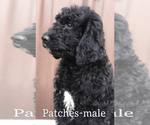 Small Photo #5 Goldendoodle Puppy For Sale in MINCO, OK, USA