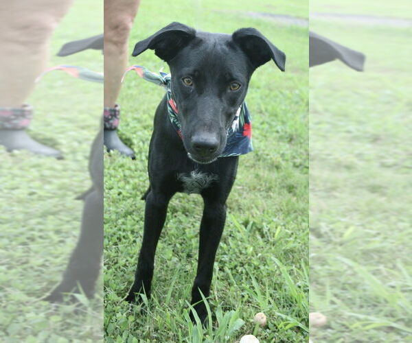 Medium Photo #3 Labrador Retriever-Unknown Mix Puppy For Sale in Abbeville, LA, USA