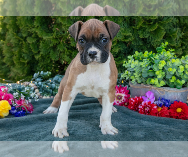 Medium Photo #18 Boxer Puppy For Sale in SHILOH, OH, USA