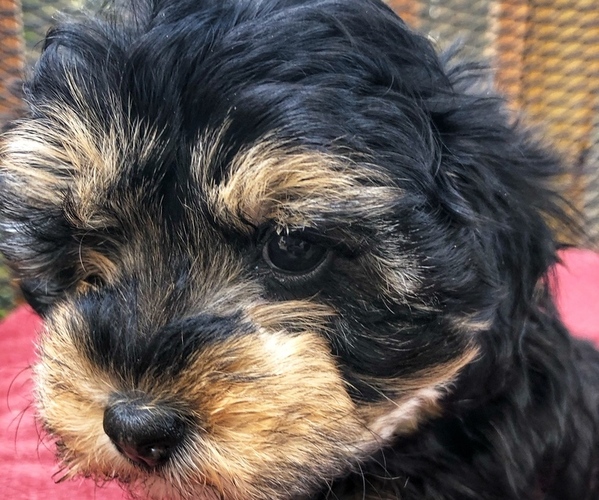 Medium Photo #1 Poodle (Toy)-Yorkshire Terrier Mix Puppy For Sale in GEORGETOWN, TX, USA
