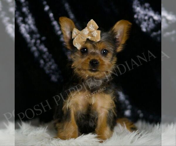 Medium Photo #5 Yorkshire Terrier Puppy For Sale in WARSAW, IN, USA