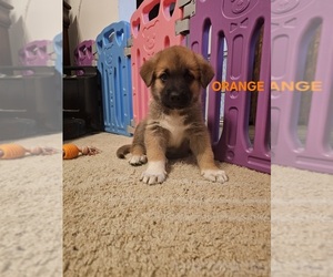 Medium German Shepherd Dog-Great Pyrenees Mix