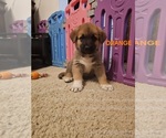 Puppy 2 German Shepherd Dog-Great Pyrenees Mix