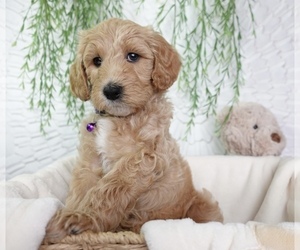 Goldendoodle Puppy for sale in NASHVILLE, TN, USA