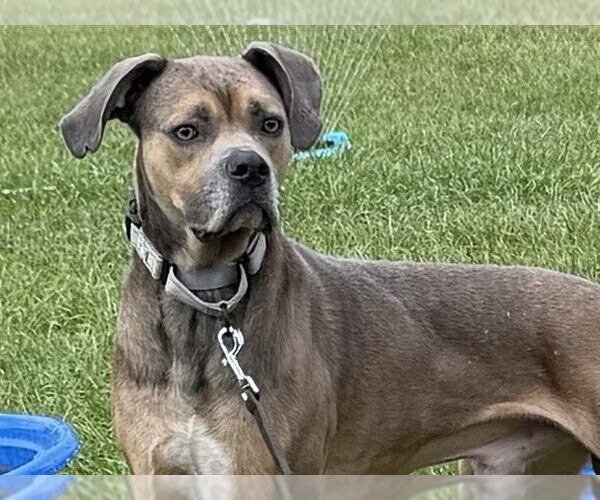 Medium Photo #1 Black Mouth Cur Puppy For Sale in Tavares, FL, USA