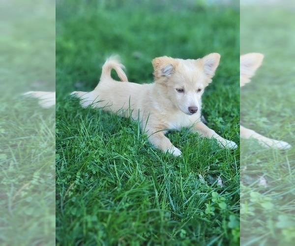 Medium Photo #1 American Eskimo Dog-Cavapoo Mix Puppy For Sale in ELLIOTTSBURG, PA, USA
