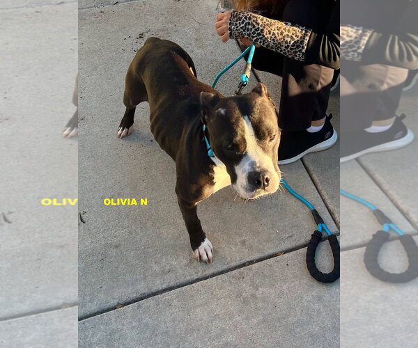 Medium Photo #4 Mutt Puppy For Sale in Woodland Hills, CA, USA