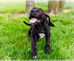 Puppy Kate Great Dane
