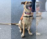 Small #17 German Shepherd Dog Mix
