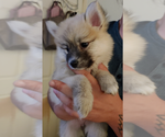 Small Photo #57 Pomsky Puppy For Sale in LOVELAND, CO, USA