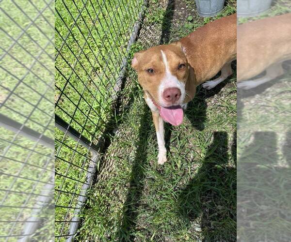 Medium Photo #2 Mutt Puppy For Sale in Abbeville, LA, USA
