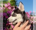 Small Photo #3 Siberian Husky Puppy For Sale in NEWAYGO, MI, USA