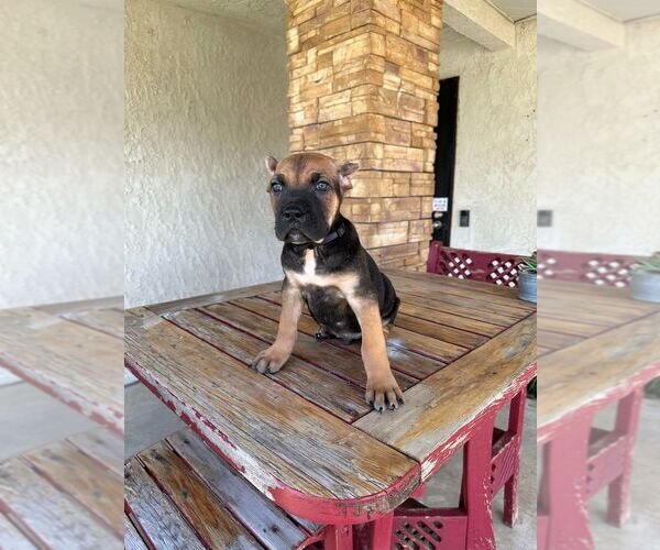 Medium Photo #12 Cane Corso Puppy For Sale in HEMET, CA, USA