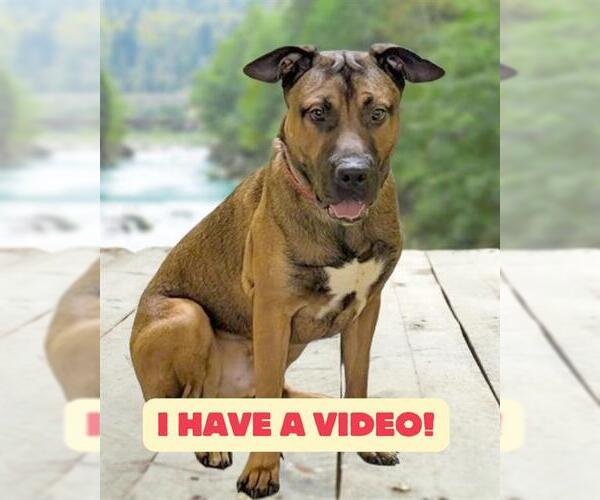 Medium Photo #4 Mutt Puppy For Sale in Forestville, MD, USA
