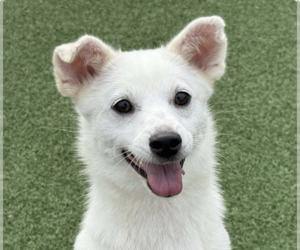 Mutt Dogs for adoption in San Ramon, CA, USA